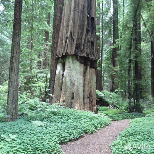 Секвойя вечнозеленая Sequoia sempervirens, семена