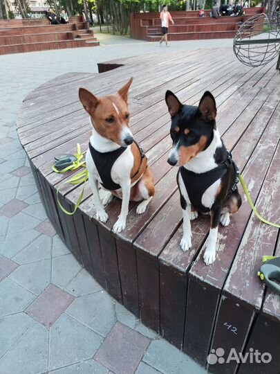 Зооняня. Выгул собак. Кинолог