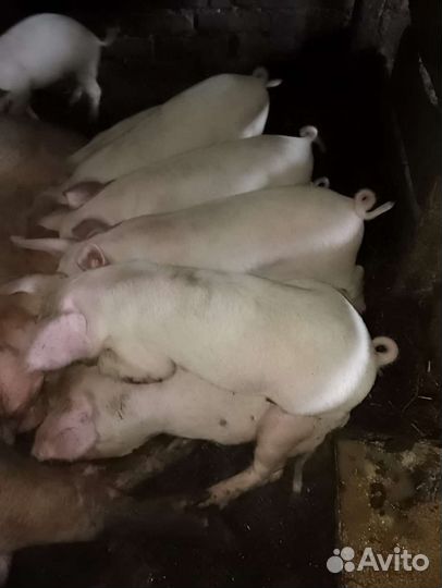 Поросята помесь ландрас дюрок