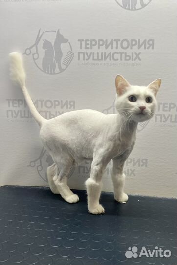 Стрижка кошек и собак