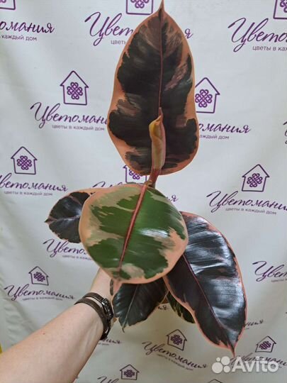 Диффенбахия, Алоказия, Папоротники и др