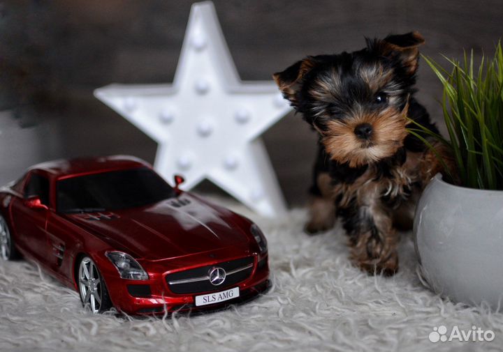 Йоркширский терьер щенки