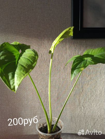 Комнатные растения цветы