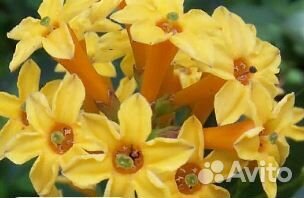 Душистые комнатные цветы