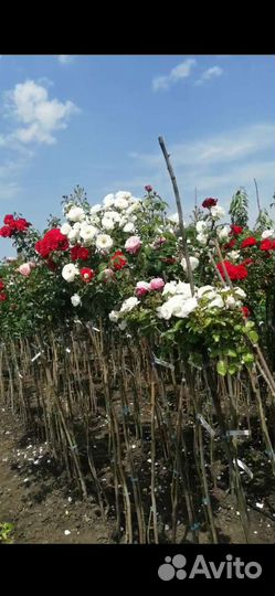 Роза на штамбе