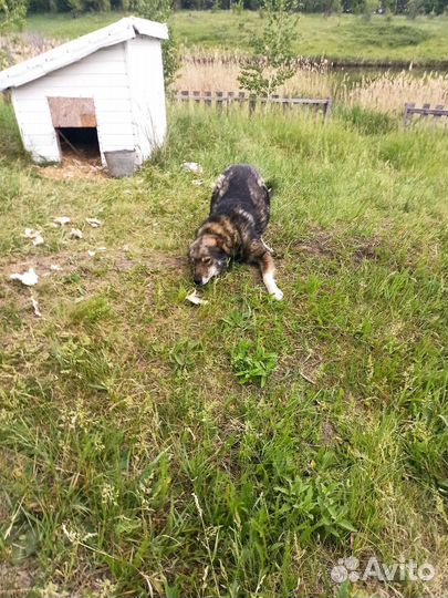 Собака в добрые руки