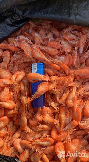 Креветка азовская