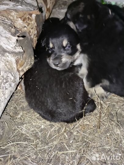 Щенки овчарки