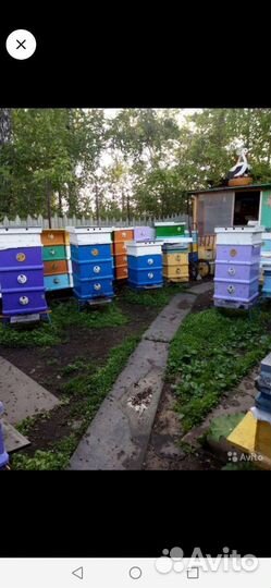 Пчелы матки