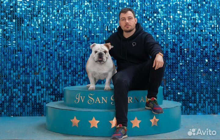 Собака английский бульдог для фотосессии