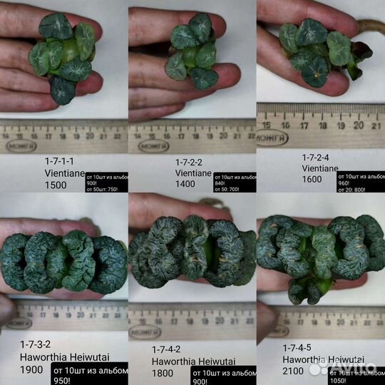 Суккуленты, хавортии 1/3