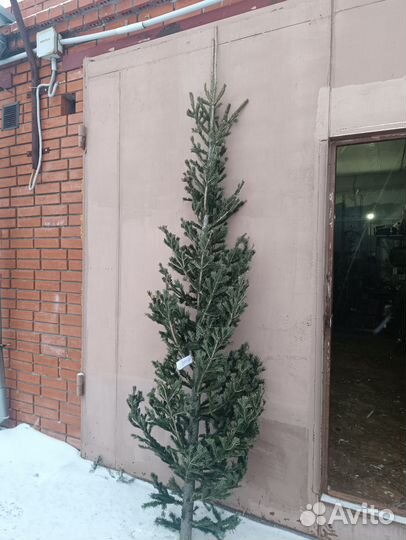 Живая пихта новогодняя