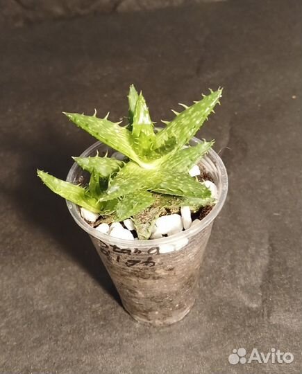 Алоэ Чешуйчатое