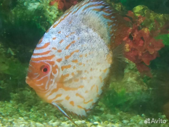 Дискусы взрослые