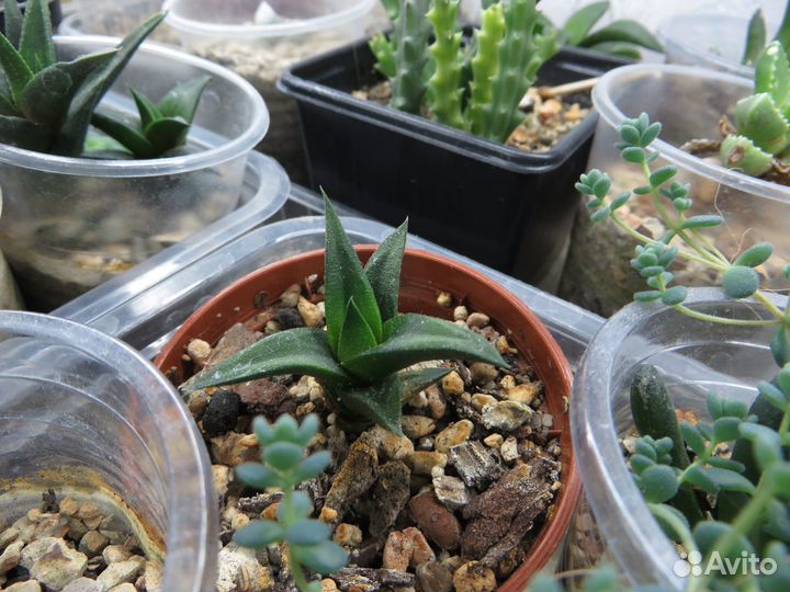 Суккуленты (алоэ, хавортии, молочаи, псевдолитос)