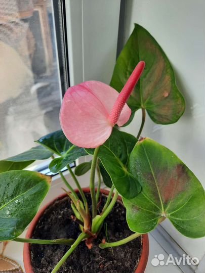 Пеперомия вариегатная,антуриум амалия элегантс