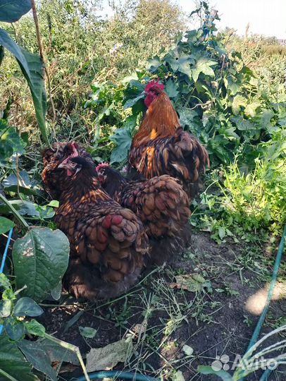 Цыплята породистые