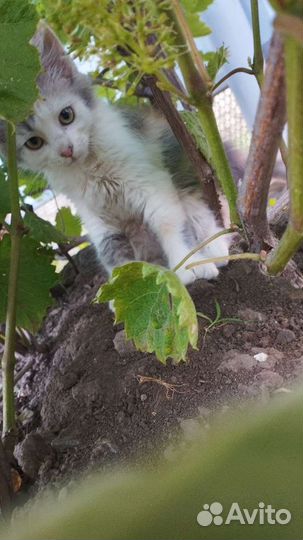 Обычная кошка