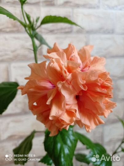 Гибискус махровый персиковый