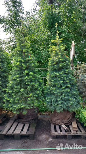 Хвойные деревья