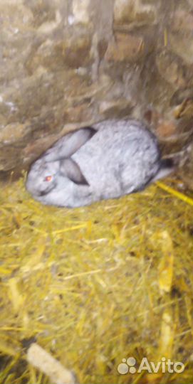 Кролики, великаны. крупные