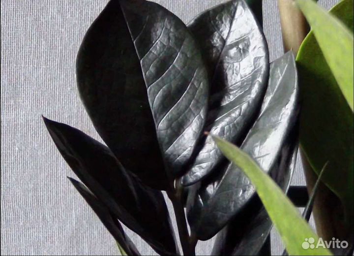 Замиолькас черный равэн