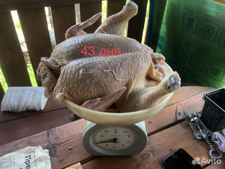 Цыплята бройлеры кобб 500/росс308