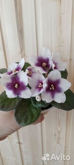 Детки фиалок