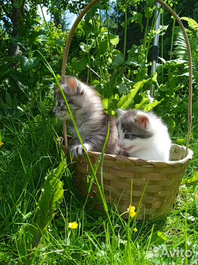 Отдам котят в добрые руки