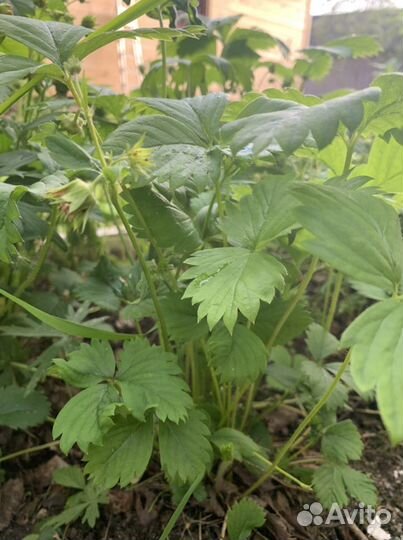 Взрослый куст финской клубники