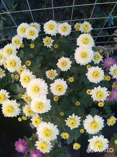 Хризантемы мультифлора