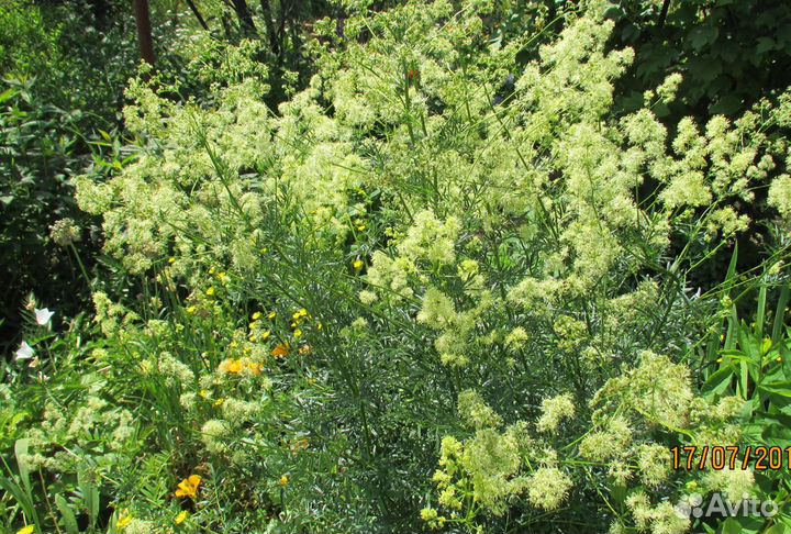 Василистник блестящий(желтый),сорт True Blue