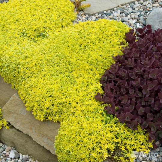 Растения для сада