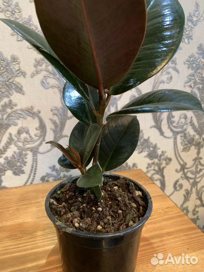Фикус эластика робуста