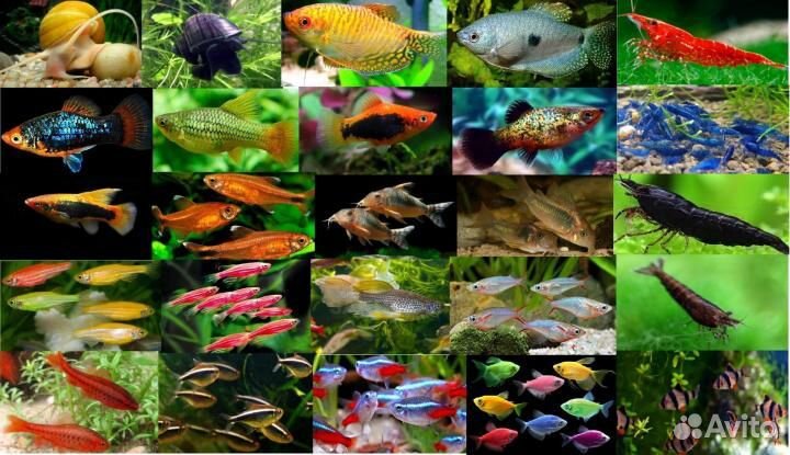 Для аквариума: рыбки, улитки, креветки, растения