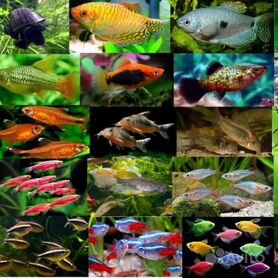 Для аквариума: рыбки, улитки, креветки, растения