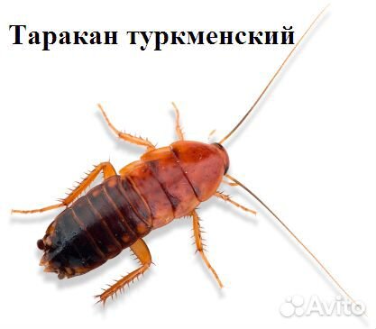 Сверчки Саранча Туркменские Львинка Мучник Бражник