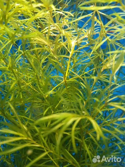 Растения для аквариума: мох рыбки Наяс+Стрелолист