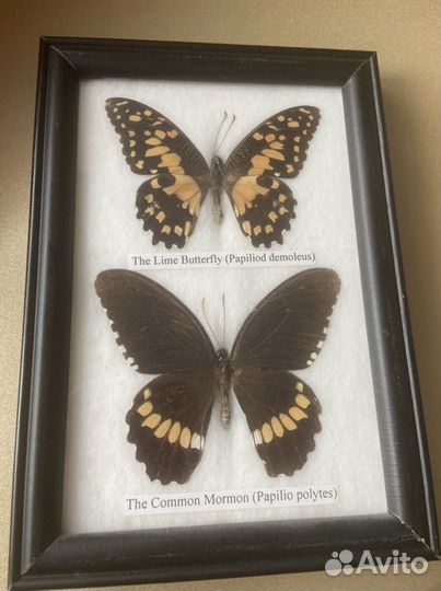 Бабочки засушенные в рамке