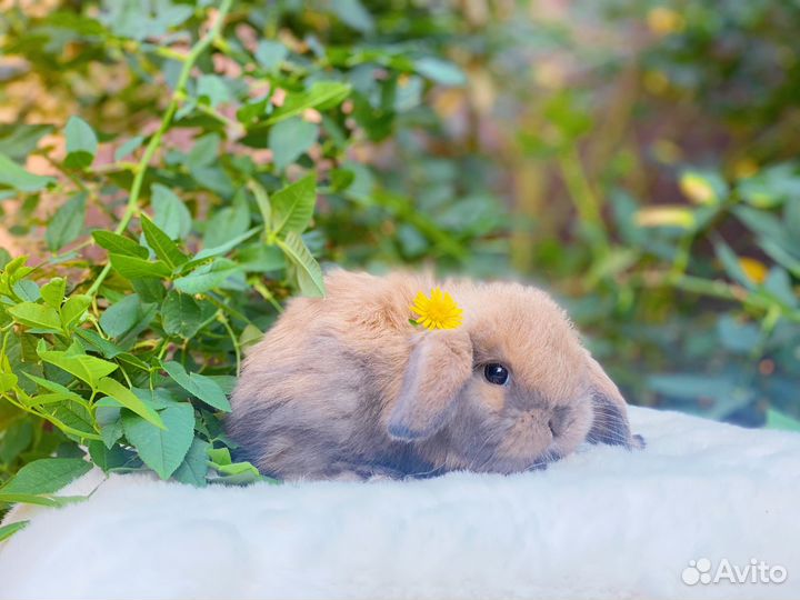 Малыши карликовые кролики