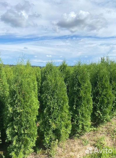 Туя Колумна