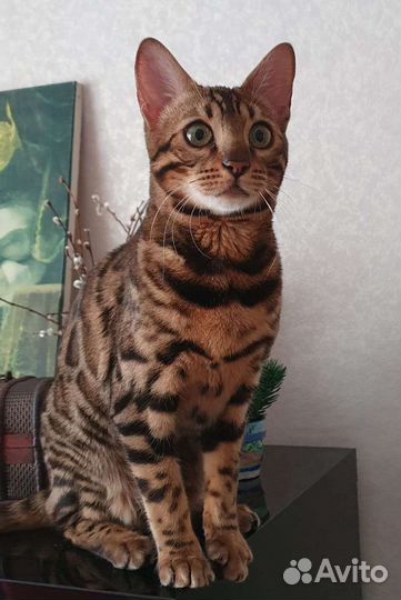 Бенгальская кошка вязка