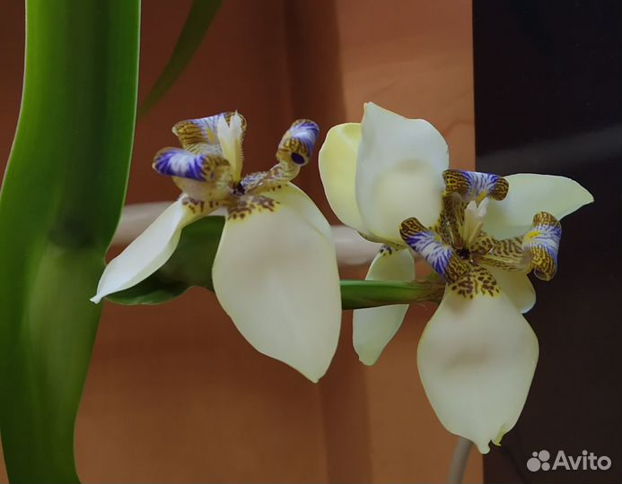 Неомарика лимонно-голубая