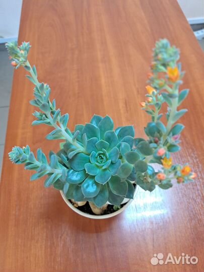 Молодило каменная роза