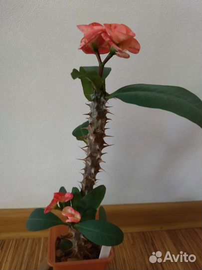 Молочай миля крупноцветковый