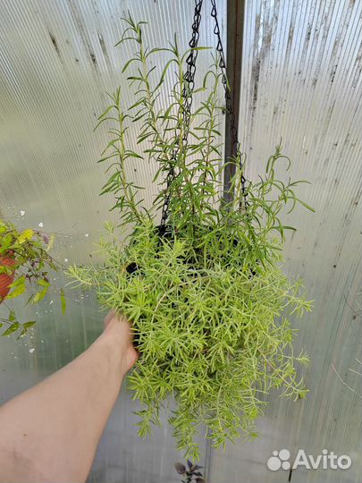 Коллизия, пеперомия