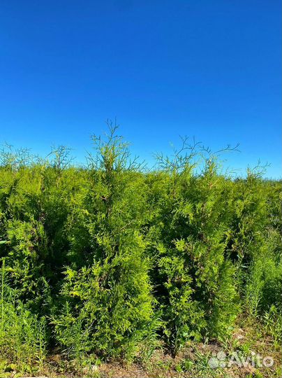 Туя Брабант ком