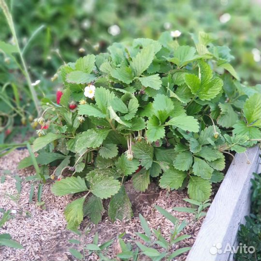 Рассада земляники садовой и клубники Клери