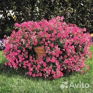 Петуния ампельная, черенки, рассада