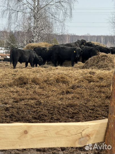 Быки абердин ангус